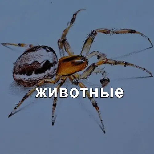 Переход в раздел Животные художника Синчукова Юрия