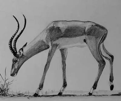 рисунок антилопы