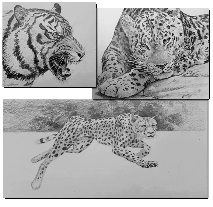 рисунки диких кошек из курса Как рисовать кошек