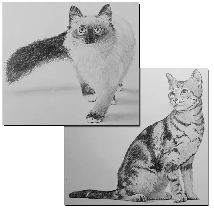 рисунки домашних кошек из курса Как рисовать кошек