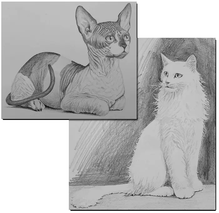 рисунки кошек 2 из курса Как рисовать кошек