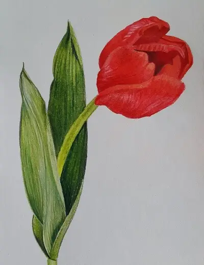 рисунок тюльпана цветными карандашами