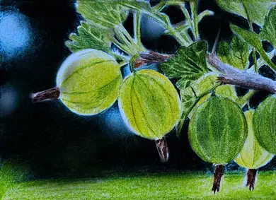 рисунок крыжовника цветными карандашами