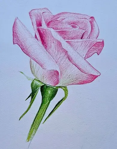 рисование розы цветными карандашами