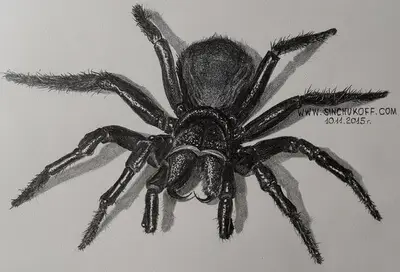 рисунок паука