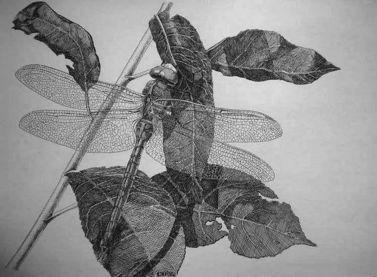 рисунок стрекозы тушью