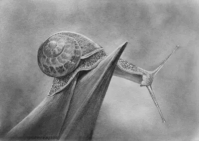рисунок улитки карандашом