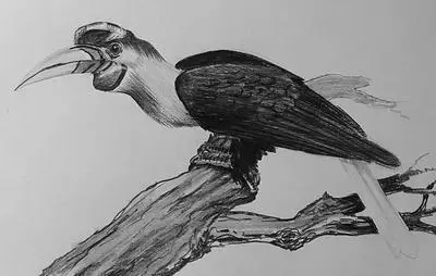 рисунок птицы калао