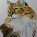 рисунок кота из курса Рисуем цветными карандашами Животный Мир