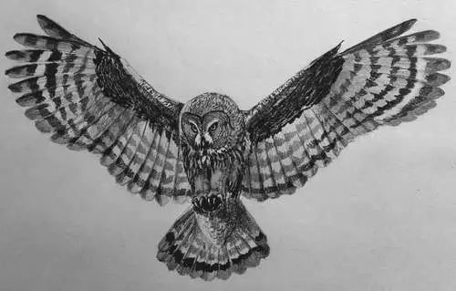 рисунок совы