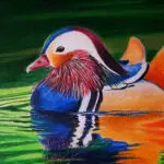 утка из Рисуем цветными карандашами Животный Мир