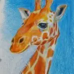 рисунок жирафа из курса Рисуем цветными карандашами Животный Мир