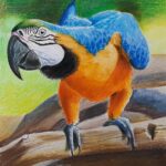 попугай ара