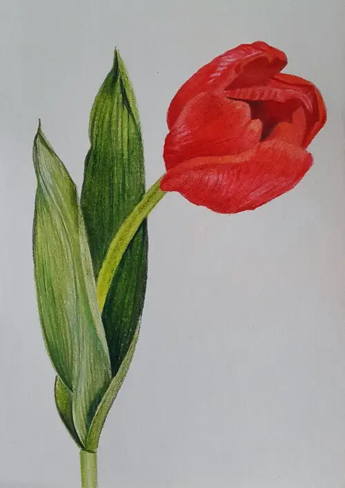 рисунок тюлюпана цветными карандашами
