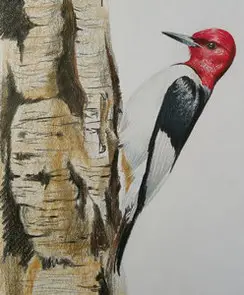 рисунок дятла цветными карандашами
