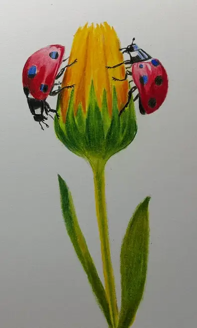 рисунок божьих коровок цветными карандашами
