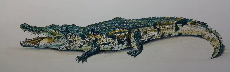 рисуем крокодила из курса Рисуем цветными карандашами Животный Мир