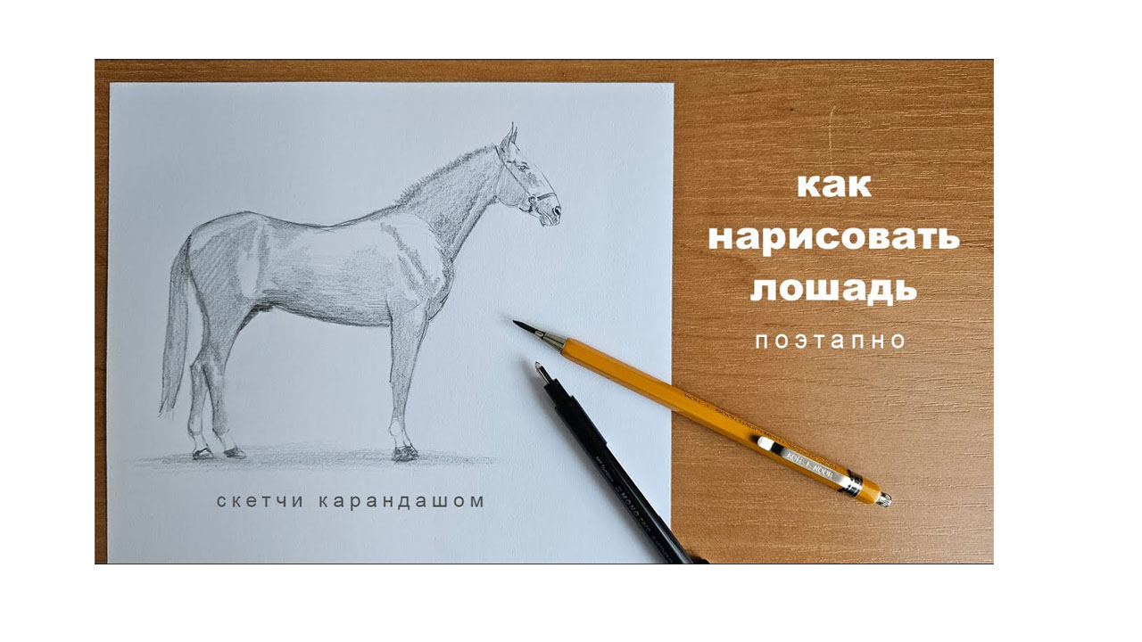 Как нарисовать лошадь: Поэтапное руководство по академическому рисунку