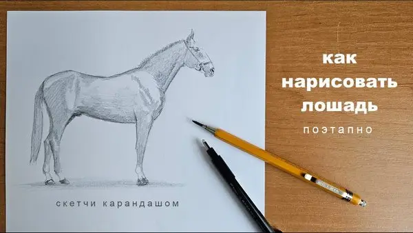 Поэтапный рисунок лошади карандашом с учебными инструментами — Юрий Синчуков