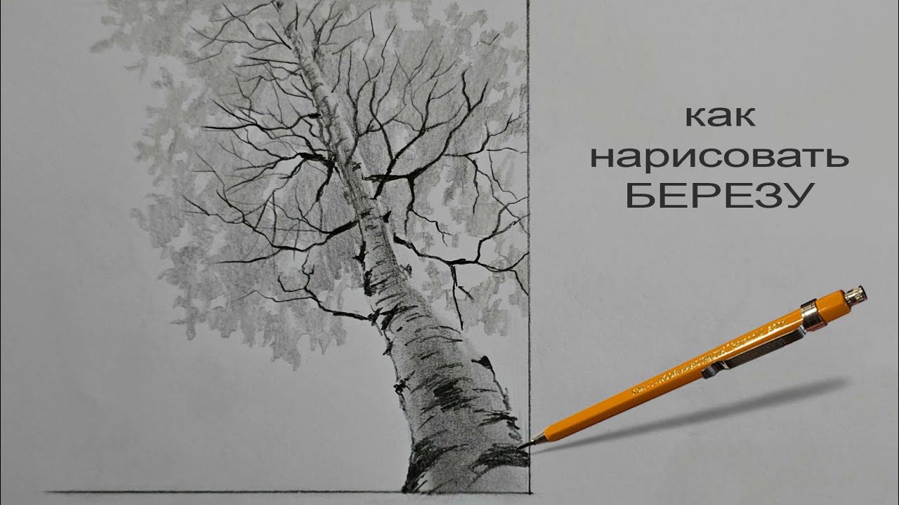 Рисунок березы карандашом — детальная проработка коры и веток, автор Юрий Синчуков