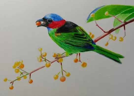 рисунок птицы цветными карандашами