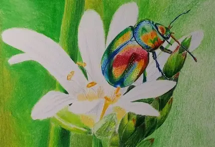 рисунок жука цветными карандашами