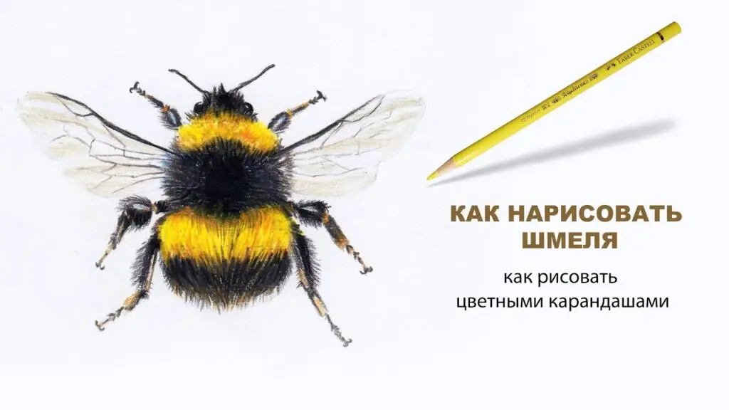 как нарисовать шмеля цветными карандашами
