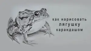 Графический рисунок лягушки простым карандашом — поэтапный урок Юрия Синчукова.