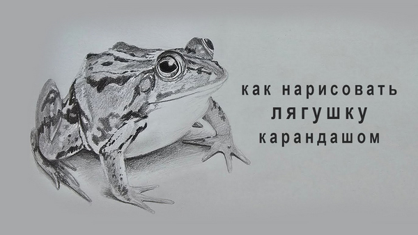 Как нарисовать лягушку карандашом: работа с формой и текстурой